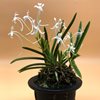 neofinetia falcata Choseiden 長生殿 Япония